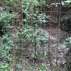 Arbre presoner