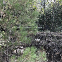 FORA BOSC